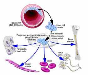 1902_Types of Stem Cells.png